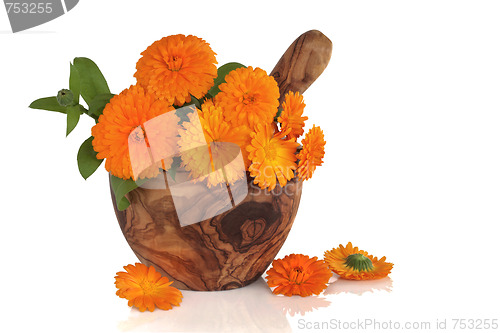 Image of Marigold Flowers