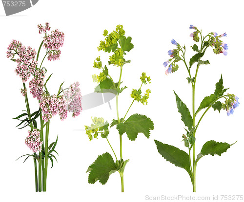 Image of Medicinal Herbs in Flower