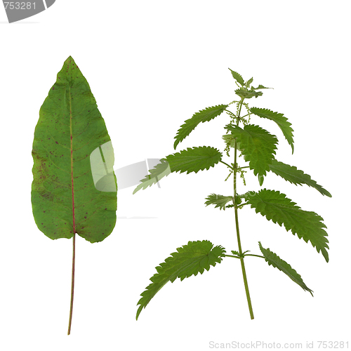 Image of Dock Leaf and Stinging Nettle