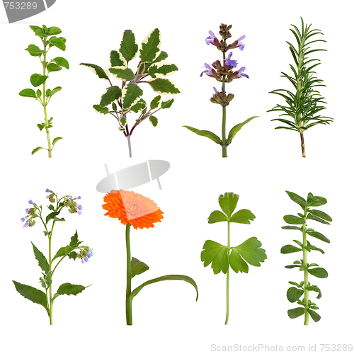 Image of Herb Leaf and Flower Selection