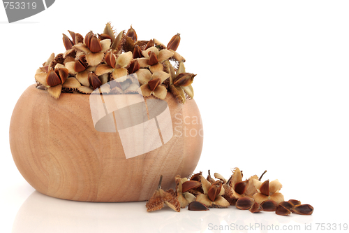 Image of Beech Nuts