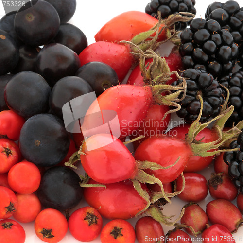 Image of Wild Autumn Fruit 