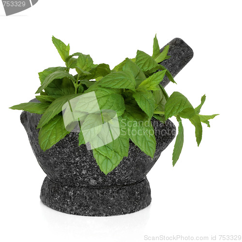 Image of Mint Herb Leaves