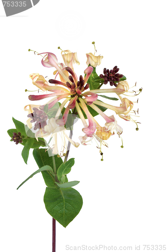 Image of Honeysuckle Flower