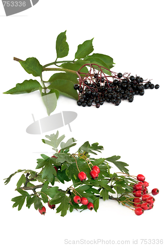 Image of Hawthorn and Elderberry Fruit
