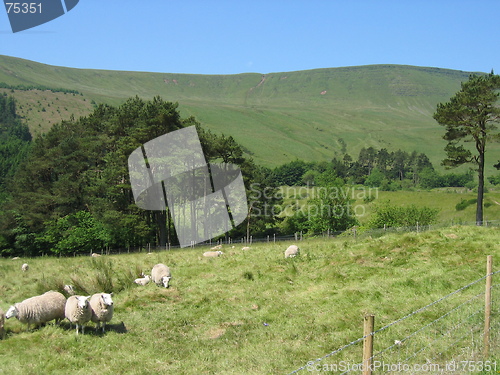 Image of Sheep in Brecon Beacons