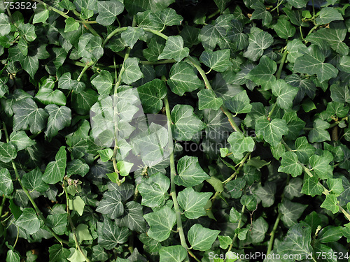Image of Ivy