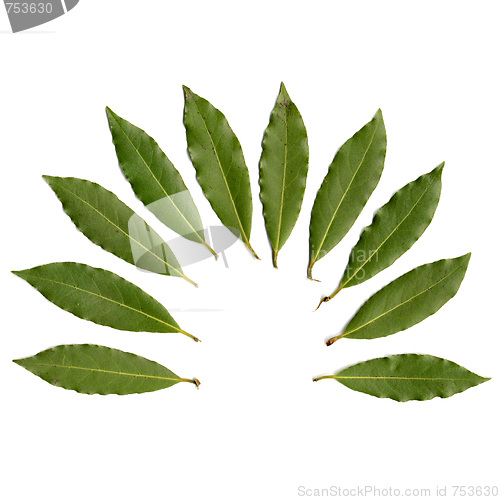 Image of Laurus