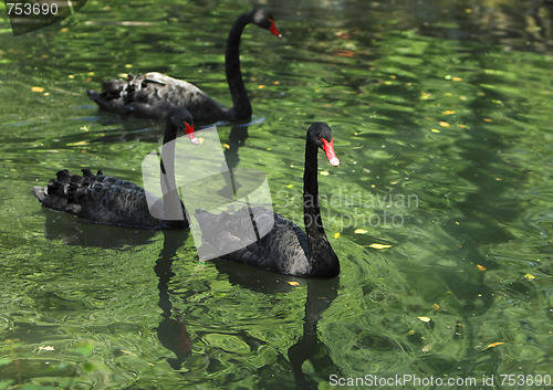 Image of Group of black swans