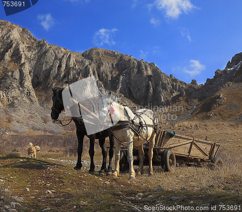 Image of Horses and mountains