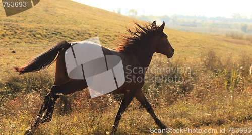 Image of Horse running