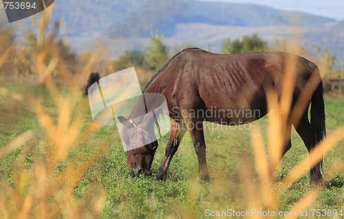 Image of Horse grazing