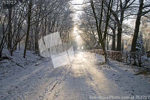 Image of Avenue in snow-covered park.