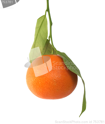 Image of Tangerine