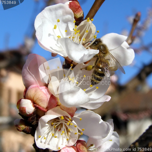 Image of Bee fetching nectar from flower