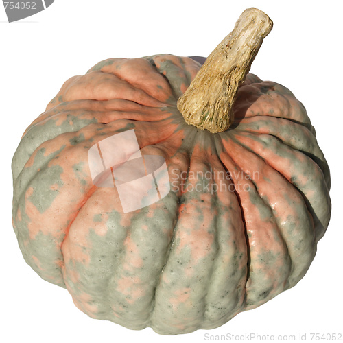 Image of Pumpkin