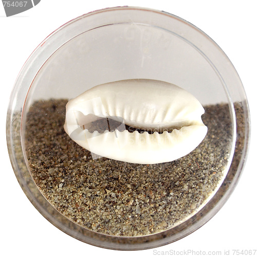 Image of Sea shell and sand