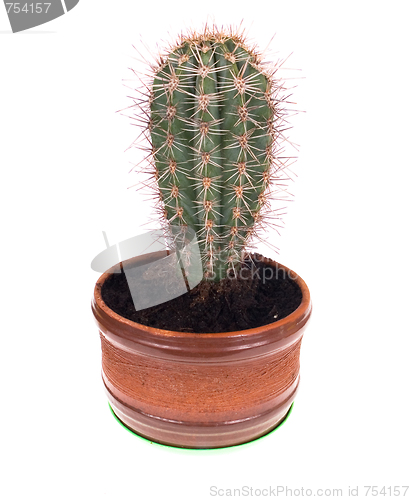 Image of cactus