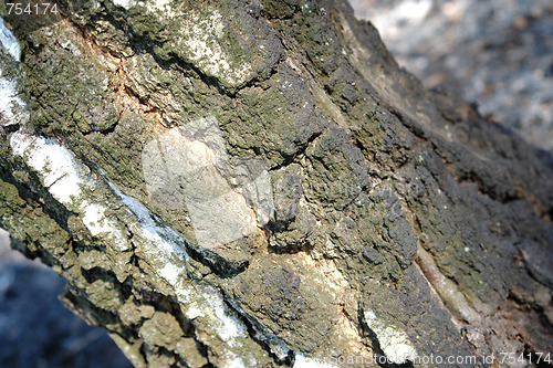 Image of tree background