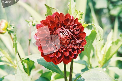 Image of Red Dahlia