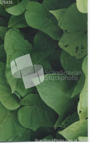 Image of green leafs