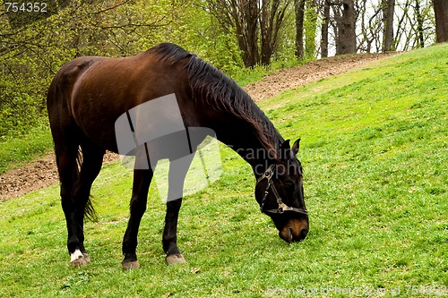 Image of Horse on a meadow