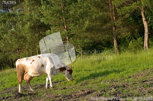 Image of Cow on meadow