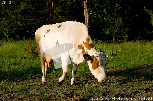 Image of Cow on meadow