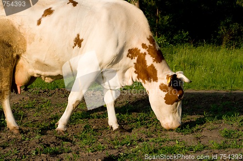 Image of Cow on meadow