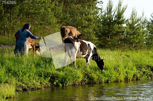 Image of Cow on meadow