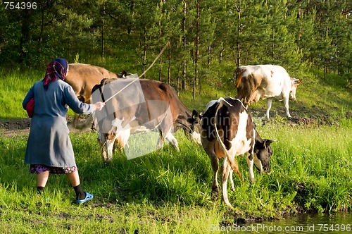 Image of Cow on meadow