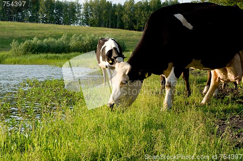 Image of Cow on meadow