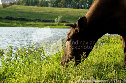 Image of Cow on meadow
