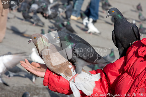 Image of Three doves are sitting on the arm girl