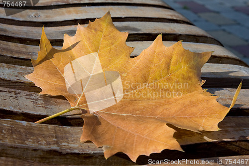 Image of maple autumn leaf on an old bench