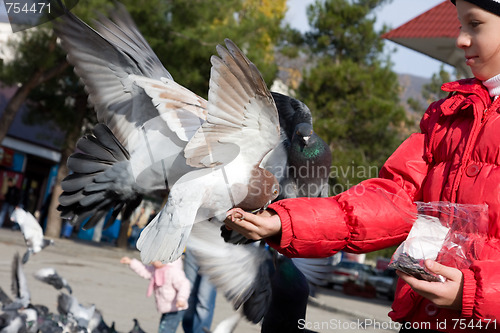 Image of Doves eat seeds from the hands of a girl