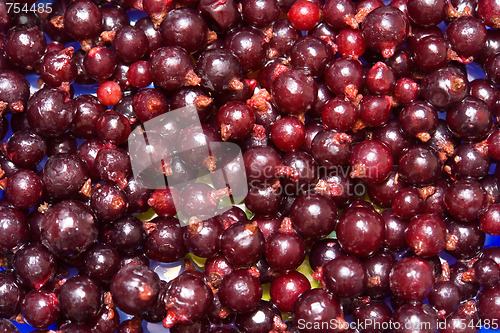 Image of currant