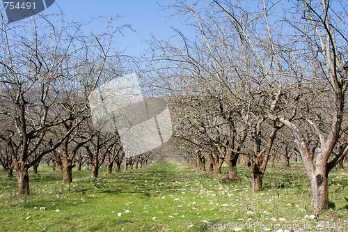 Image of spring abandoned apple orchard