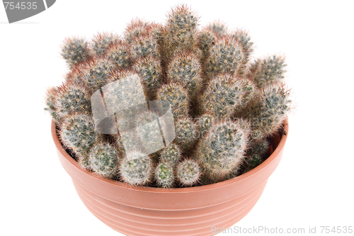 Image of cactus 