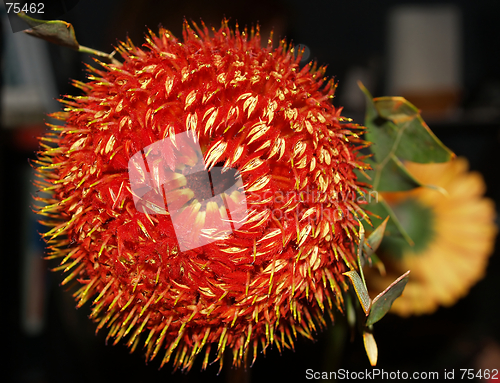 Image of Red flower