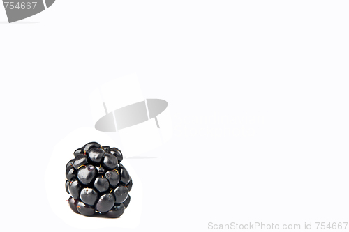 Image of A black berry on a white background