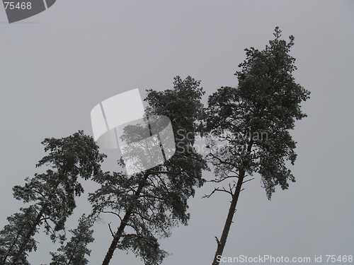 Image of Three great pine tree