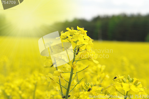 Image of spring landscape