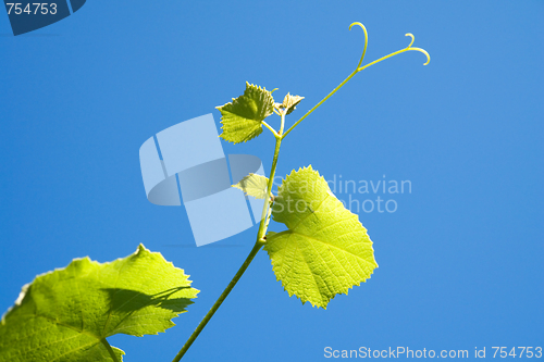 Image of grapevine
