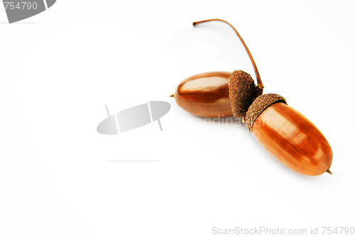Image of Acorns on a white background