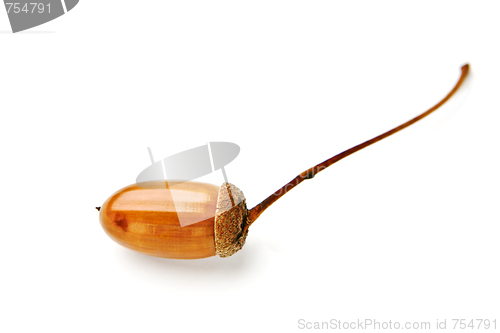 Image of Acorn on a white background