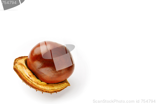 Image of Chestnut on a white background