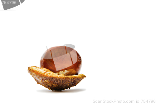 Image of Chestnut on a white background