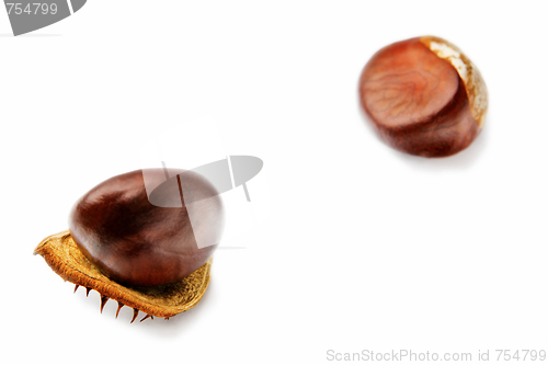 Image of Chestnuts on a white background in autumn