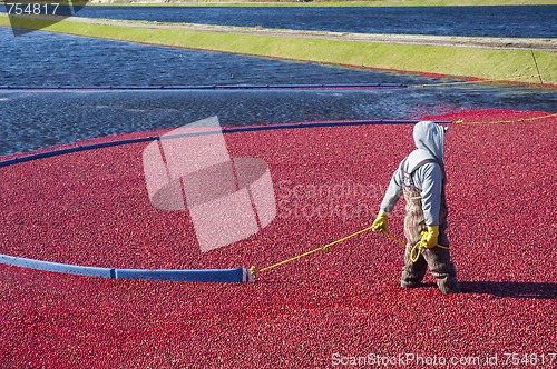 Image of Cranberries